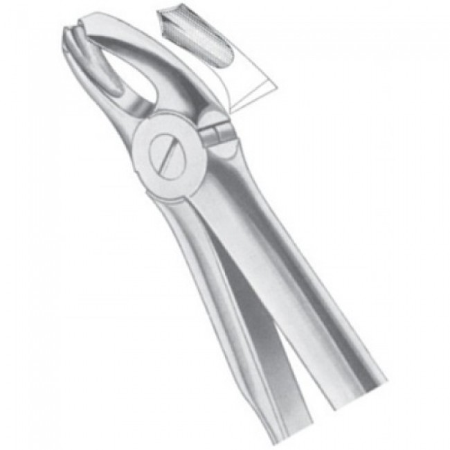 Fig 18A Upper Molars Fig 18A Upper Molars