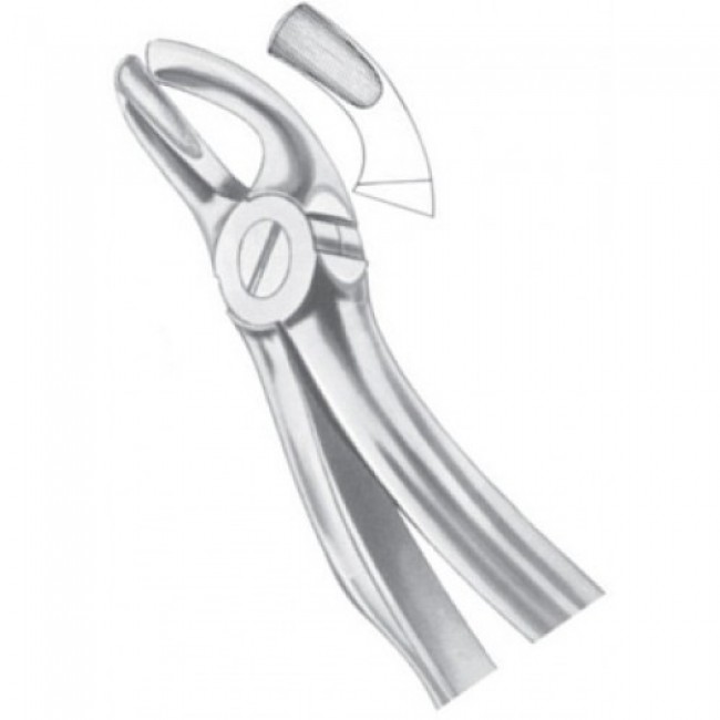 Fig 19 Upper Third Molars Fig 19 Upper Third Molars