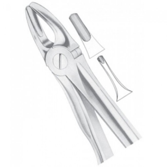 Fig 3 Upper Incisors And Canines Fig 3 Upper Incisors And Canines