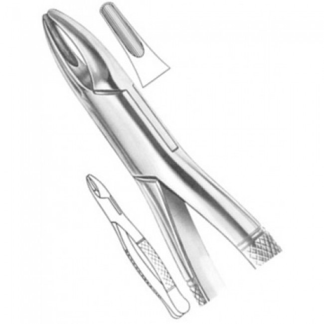 Fig # 1 Upper Incisors And Roots Fig # 1 Upper Incisors And Roots