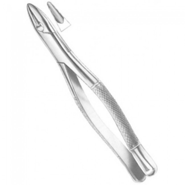 W1 Winter Upper Centrals And Canines W1 Winter Upper Centrals And Canines